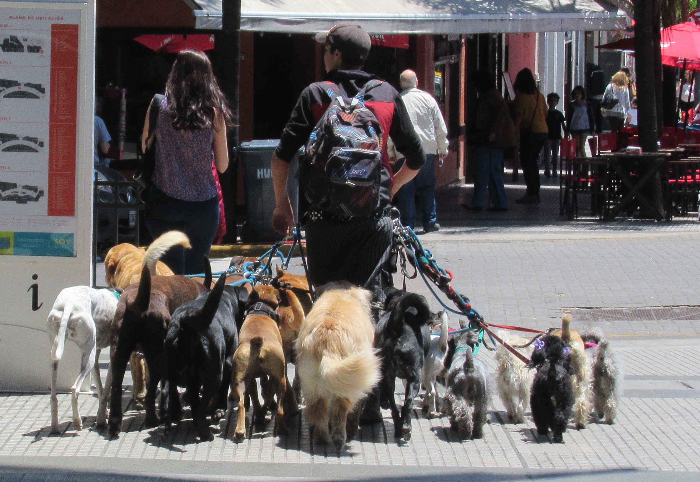 Dog Walkers in Buenos Aires