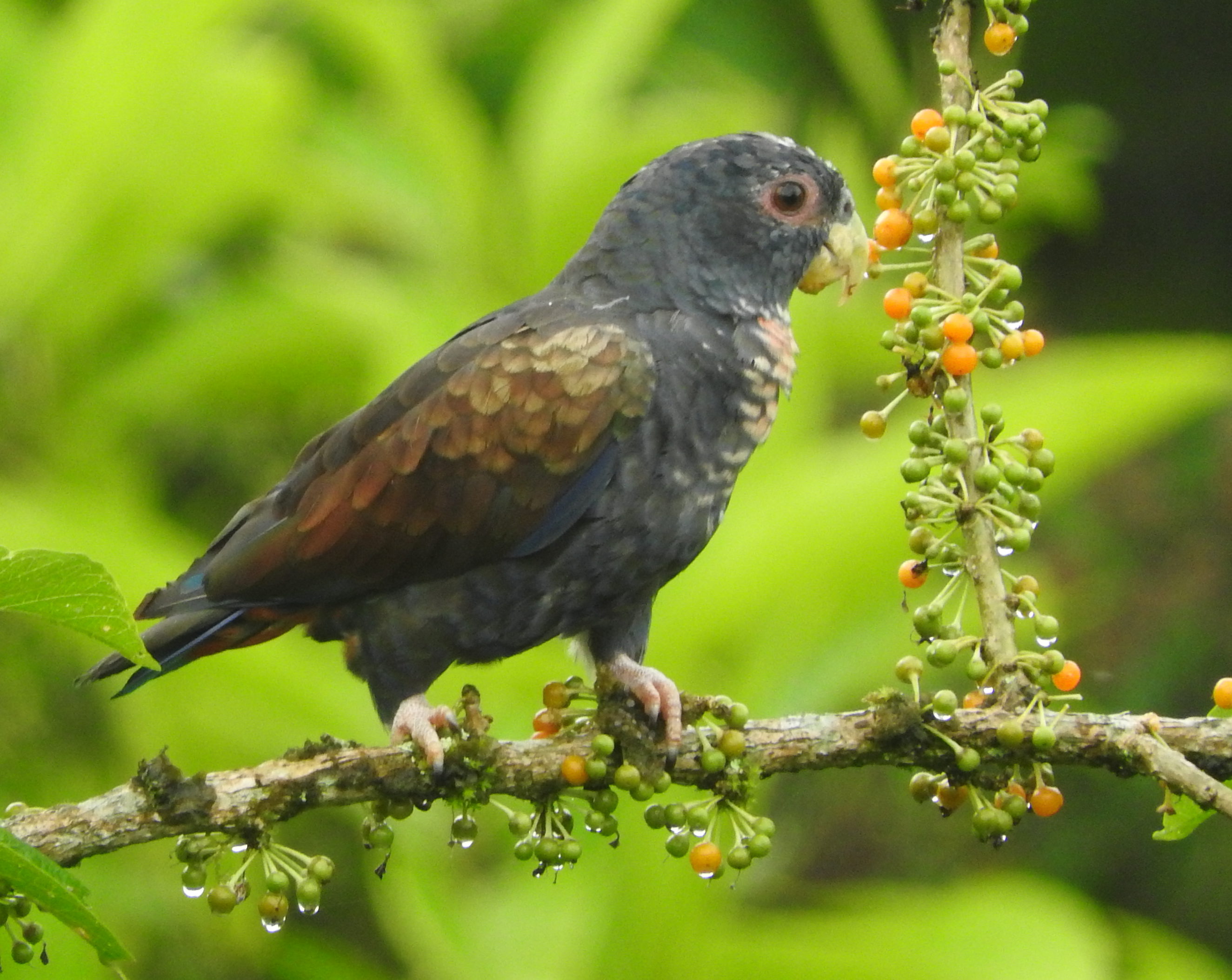 Birds of Mindo - Chile to Mexico